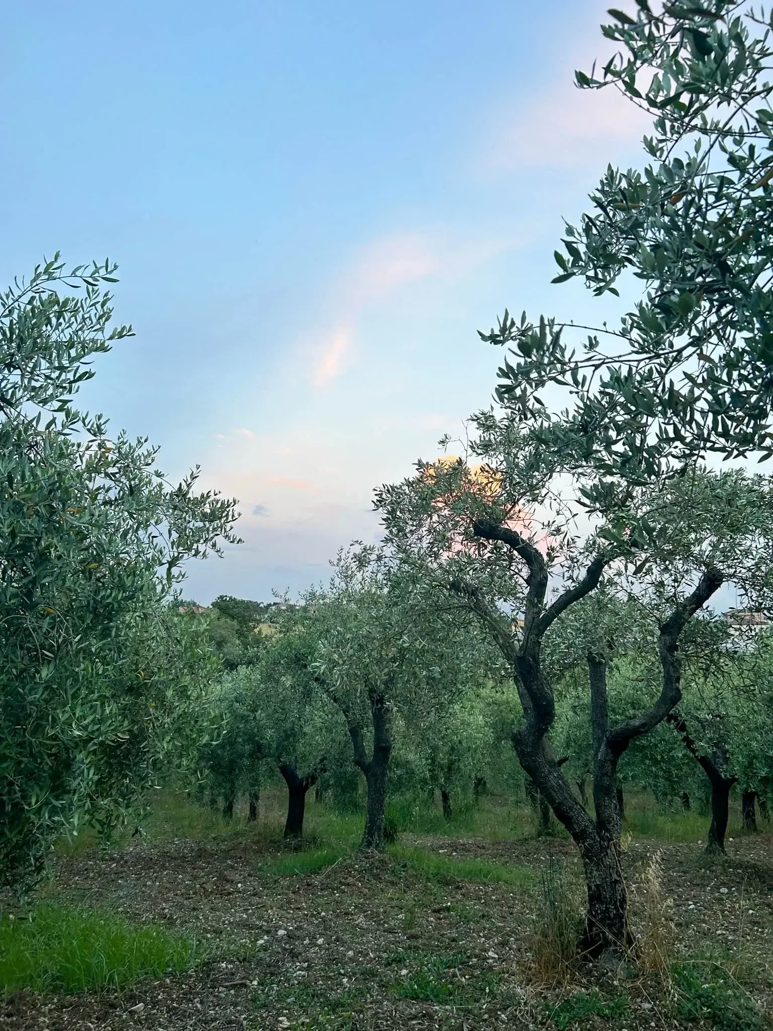 Our Olive field