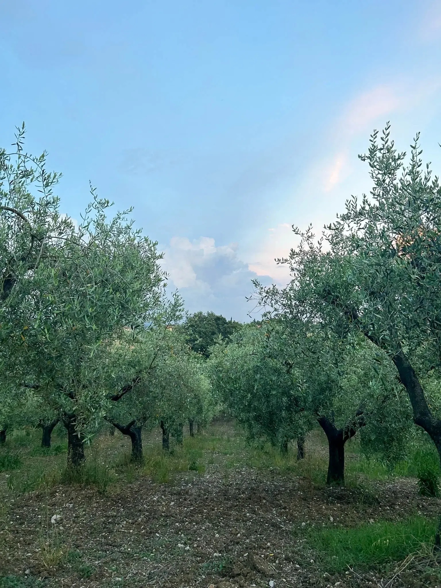 Our Olive field